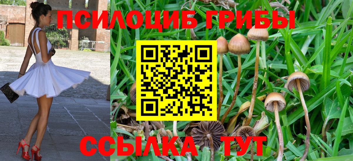 Псилоцибиновые грибы мицелий Апатиты